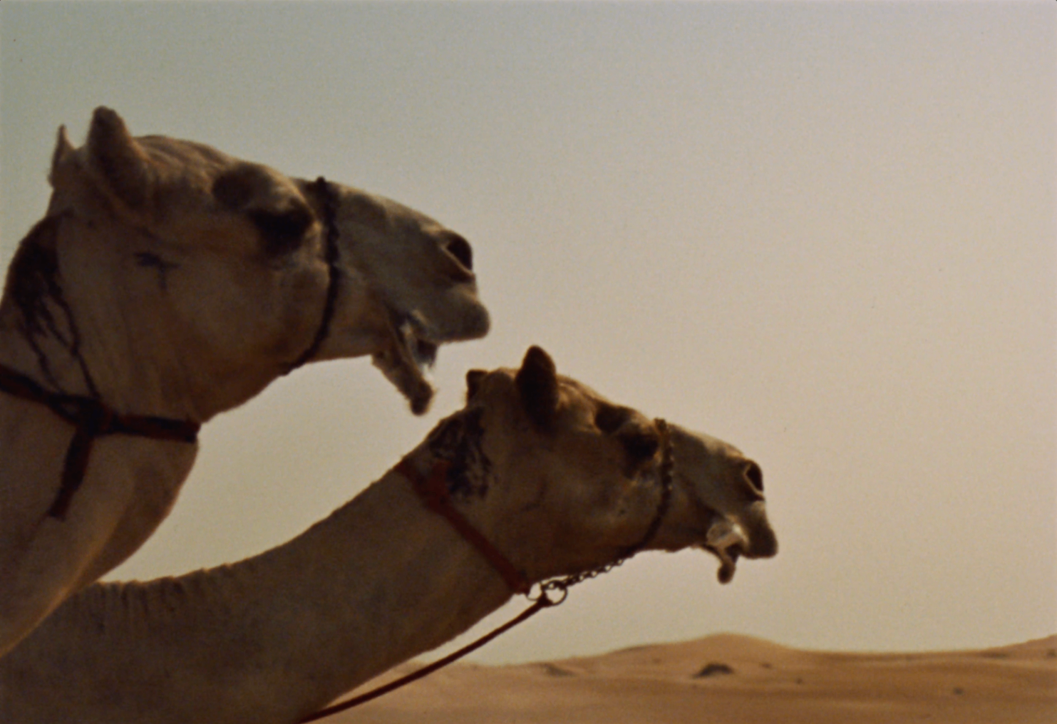 موكب الصحراء